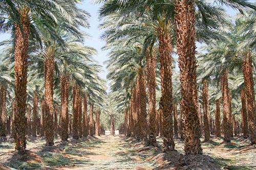 25 Date Trees, Israel, the land of milk and date honey